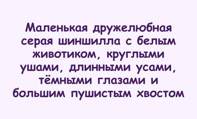 Russian text on a light lavender background describing a small gray shinkilla with a white belly, round ears, long antennae, dark eyes, and a large fluffy tail.