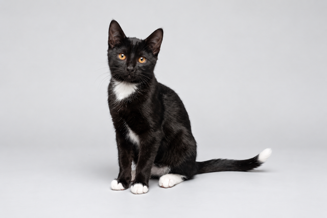 A black and white tuxedo cat with orange eyes sitting on a light gray studio background.