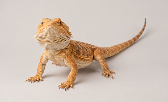 A bearded dragon lizard with tan, orange, and brown scales standing on a plain light gray studio background.